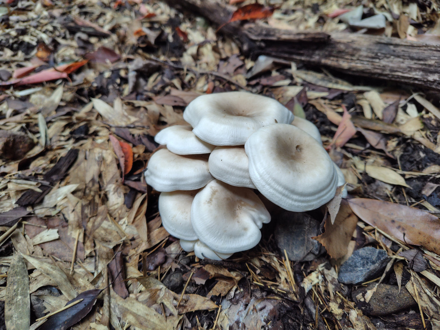 Mushroom Photo Collection Volume 16(MPC_Vol.16)