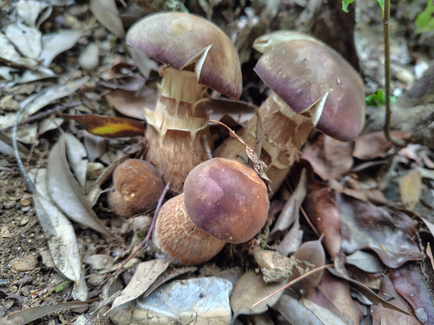 Mushroom Photo Collection Volume 18(MPC_Vol.18)