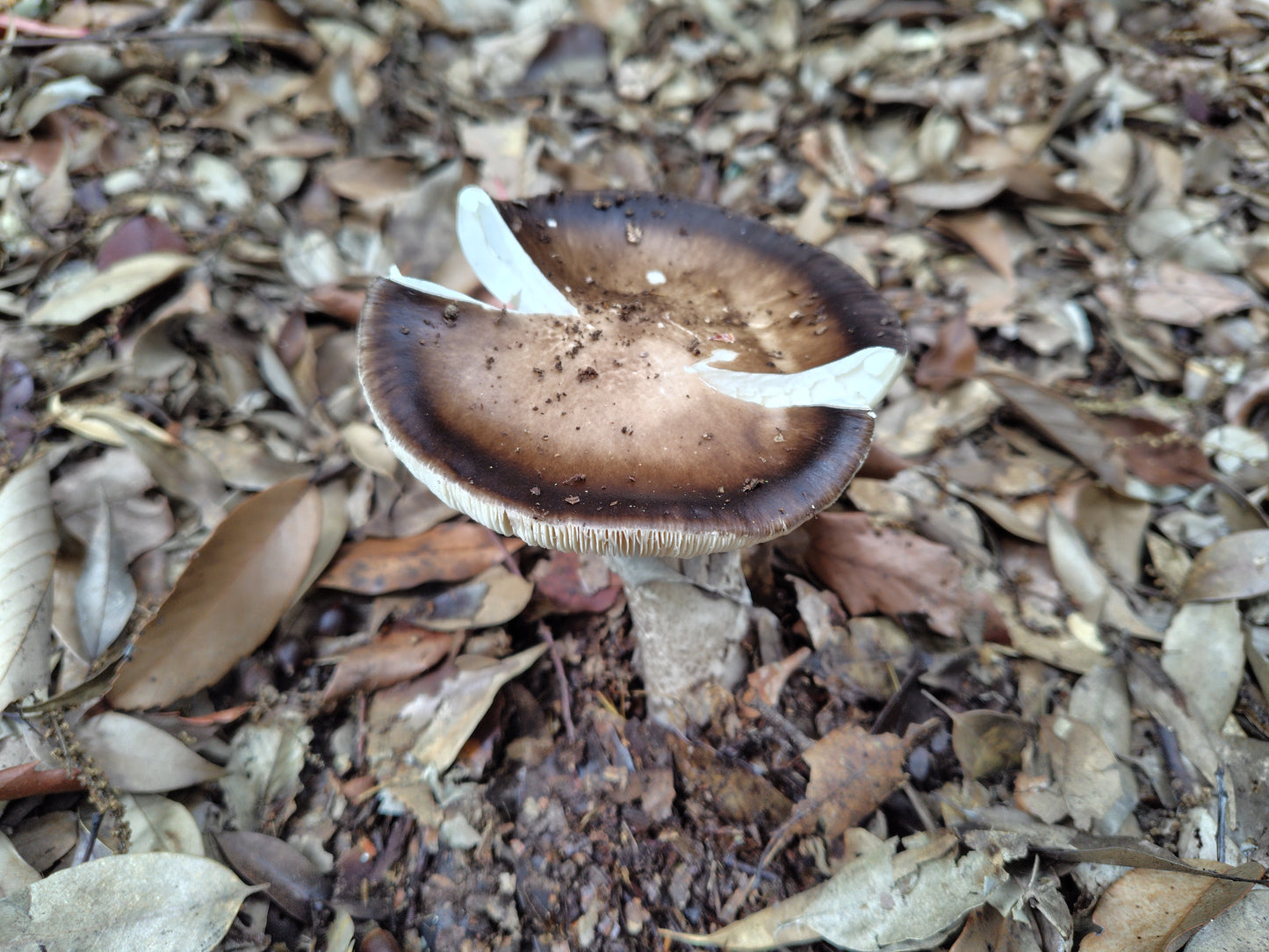 Mushroom Photo Collection Volume 18(MPC_Vol.18)