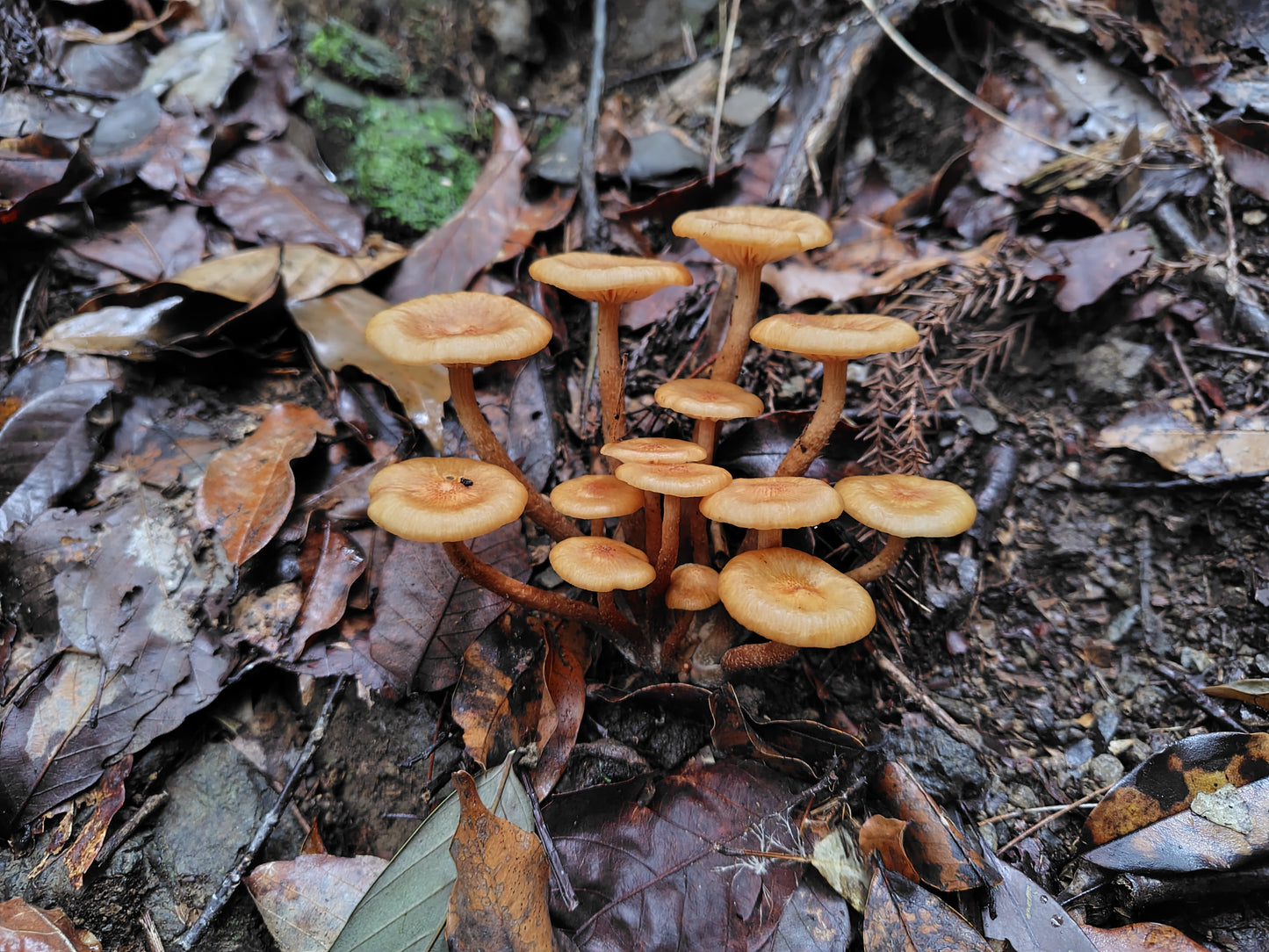 Mushroom Photo Collection Volume 21(MPC_Vol.21)
