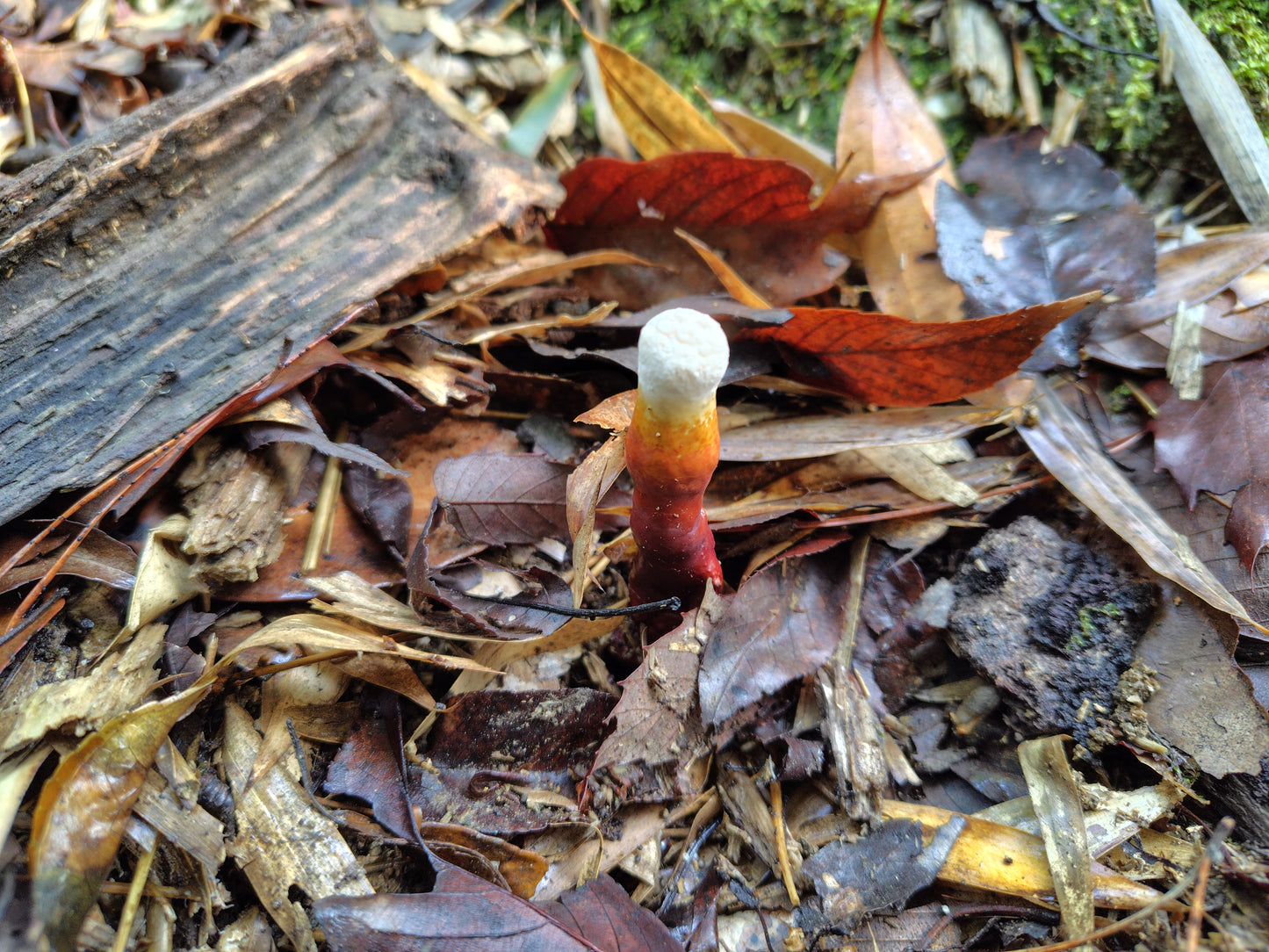 Mushroom Photo Collection Volume 18(MPC_Vol.18)