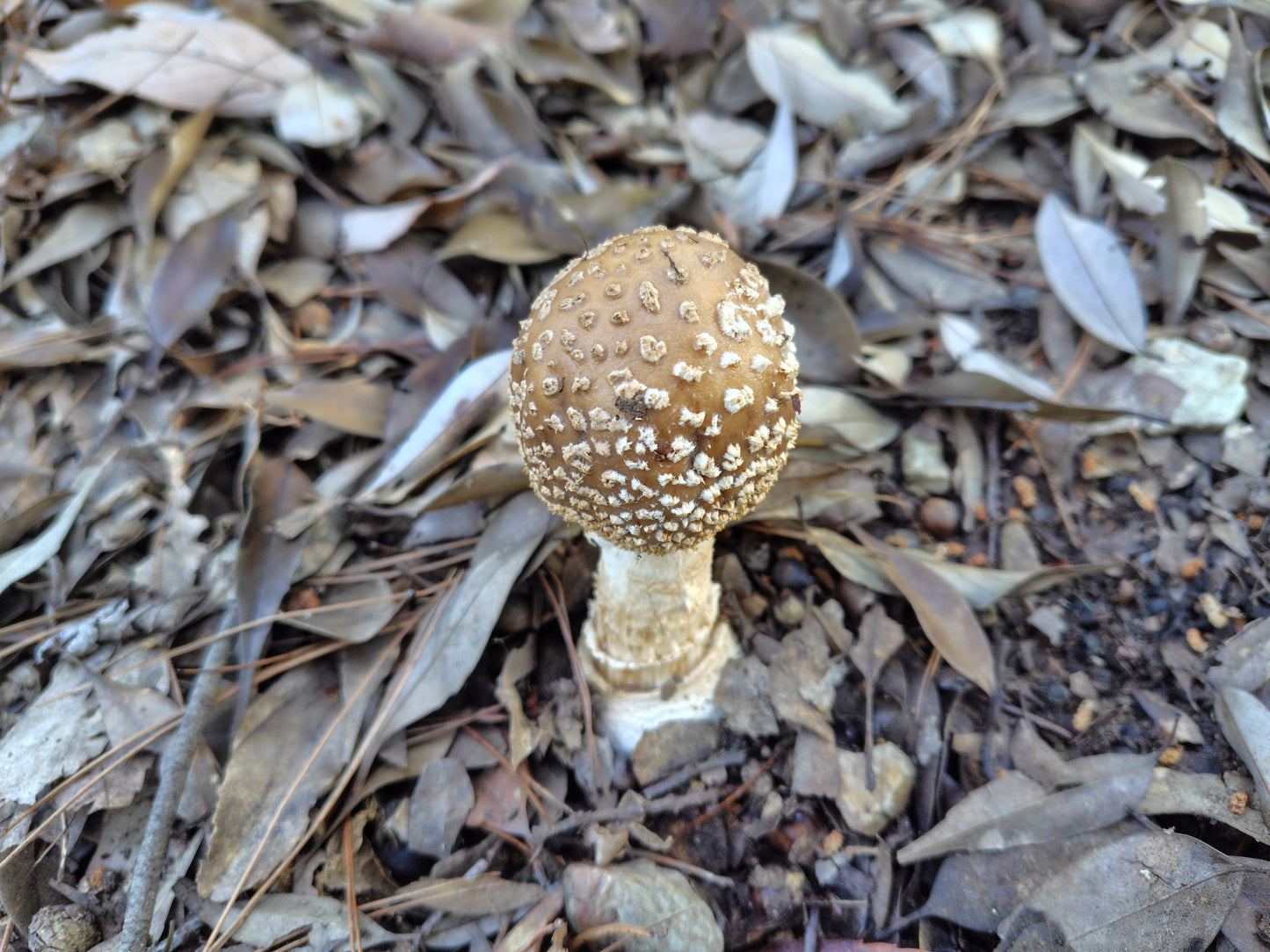 Mushroom Photo Collection Volume 18(MPC_Vol.18)
