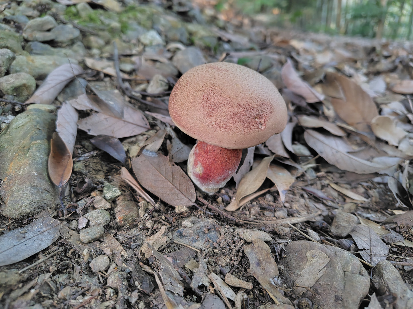 Mushroom Photo Collection Volume 20(MPC_Vol.20)