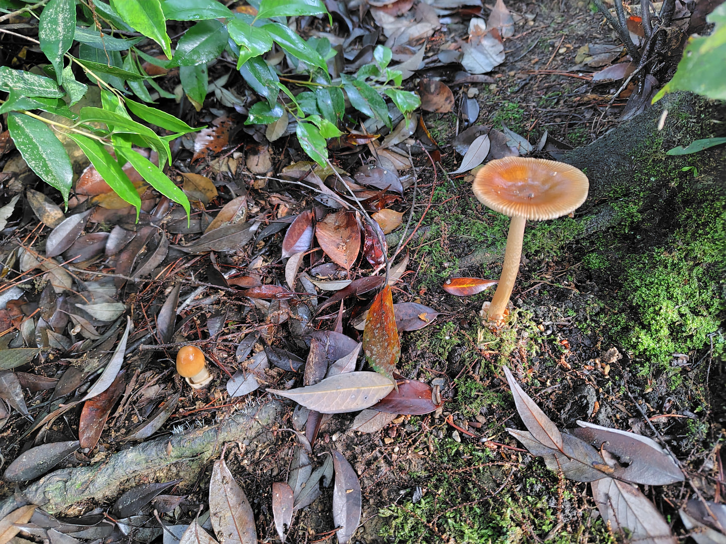 Mushroom Photo Collection Volume 18(MPC_Vol.18)