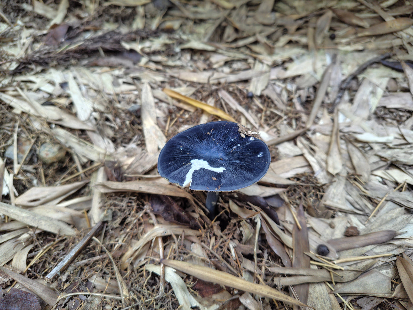 Mushroom Photo Collection Volume 21(MPC_Vol.21)