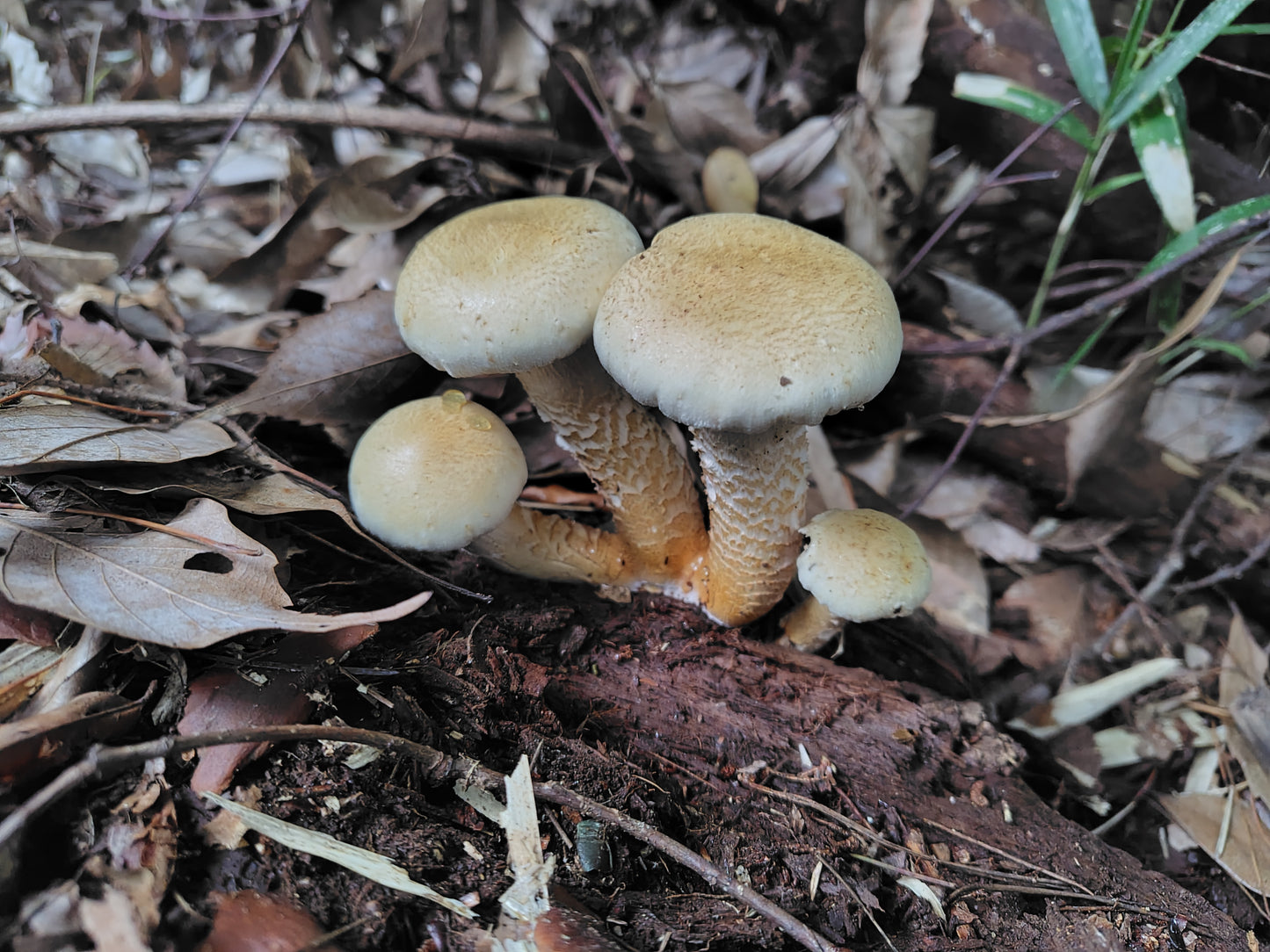 Mushroom Photo Collection Volume 21(MPC_Vol.21)