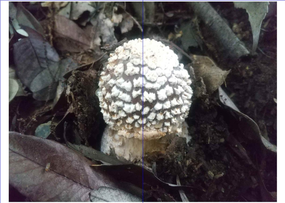 Album of Mushrooms きのこアルバム(サンプル)