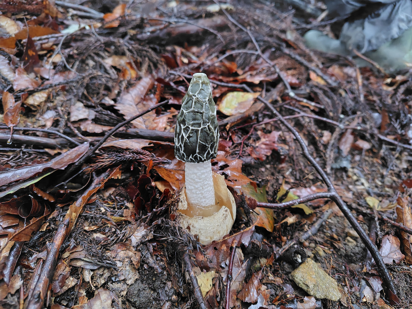 Mushroom Photo Collection Volume 24(MPC_Vol.24)