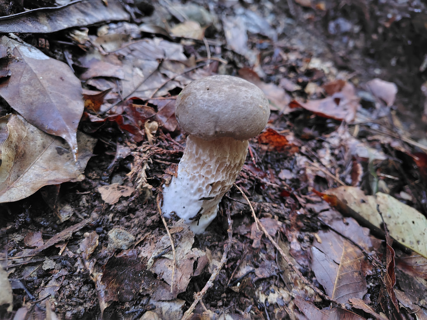 Mushroom Photo Collection Volume 23(MPC_Vol.23)