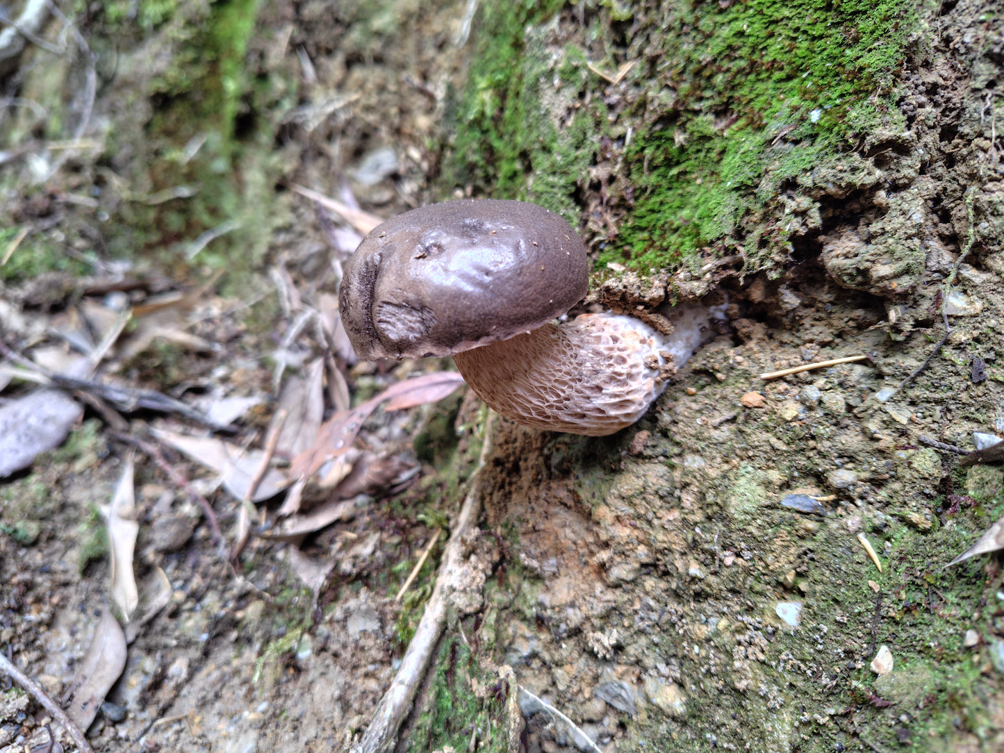 Mushroom Photo Collection Volume 14(MPC_Vol.14)