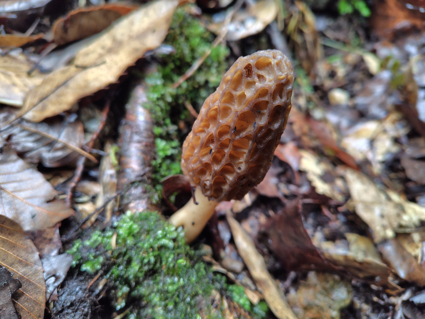 Mushroom Photo Collection Volume 10(MPC_Vol.10)