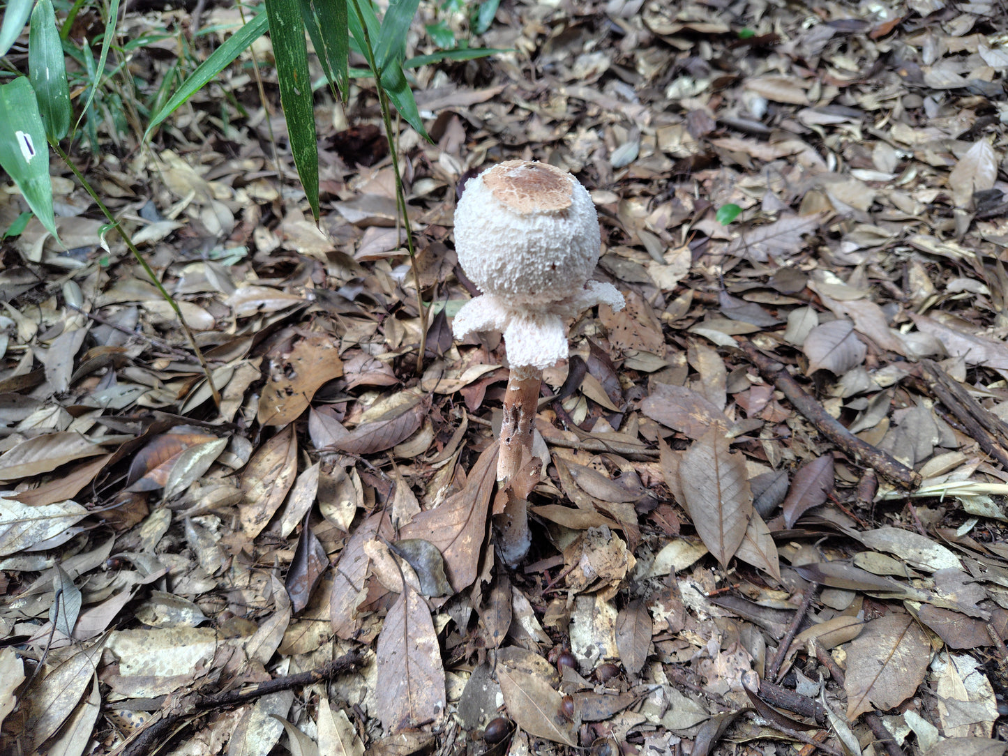 Mushroom Photo Collection Volume 22(MPC_Vol.22)