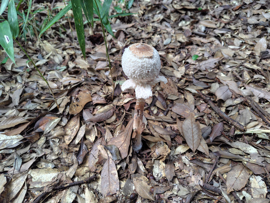 Mushroom Photo Collection Volume 22(MPC_Vol.22)