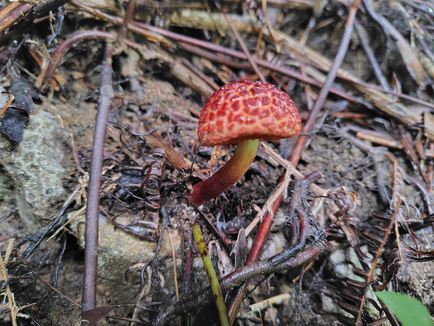 Mushroom Photo Collection Special Edition 4(MPC_SE4)