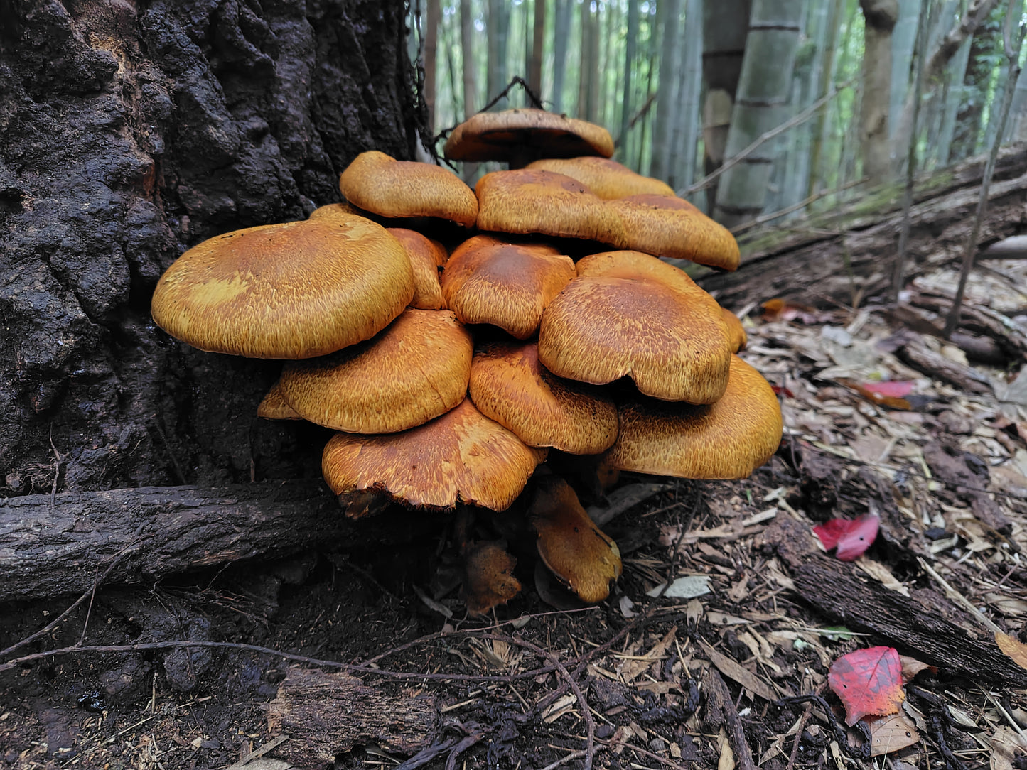 Mushroom Photo Collection Volume 24(MPC_Vol.24)