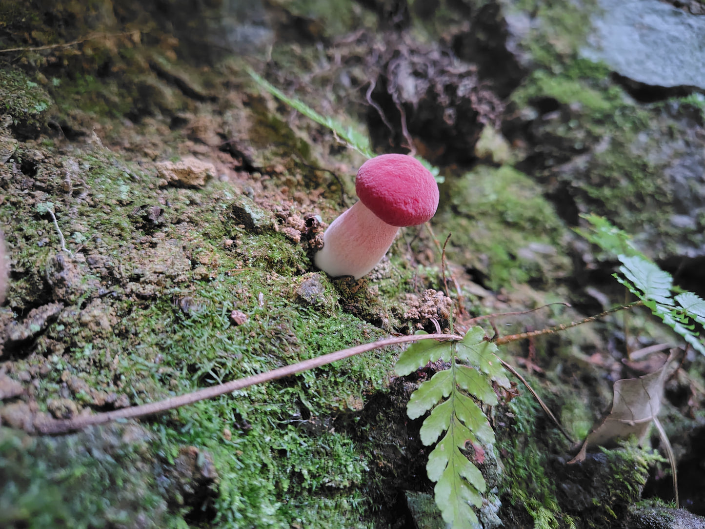 Mushroom Photo Collection Volume 20(MPC_Vol.20)