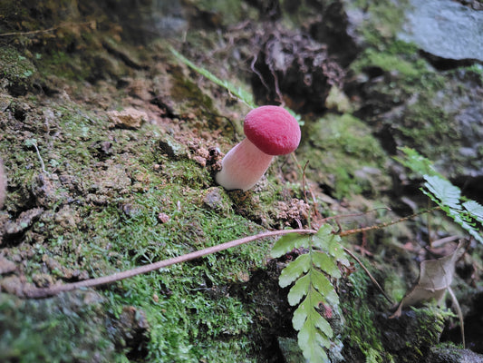 Mushroom Photo Collection Volume 20(MPC_Vol.20)