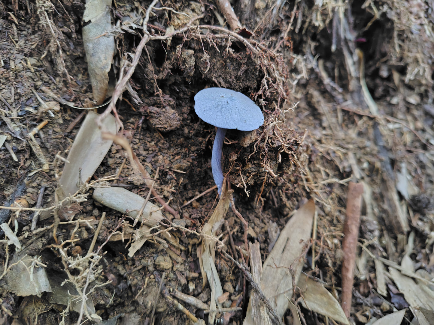 Mushroom Photo Collection Volume 22(MPC_Vol.22)