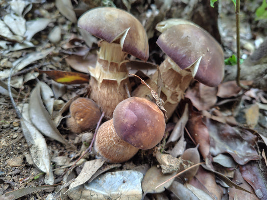 Mushroom Photo Collection Volume 18(MPC_Vol.18)