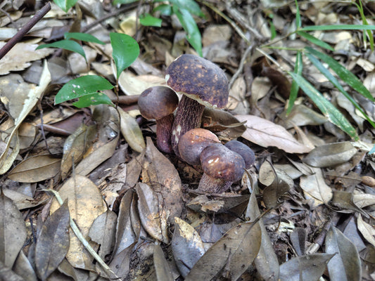 Mushroom Photo Collection Volume 21(MPC_Vol.21)