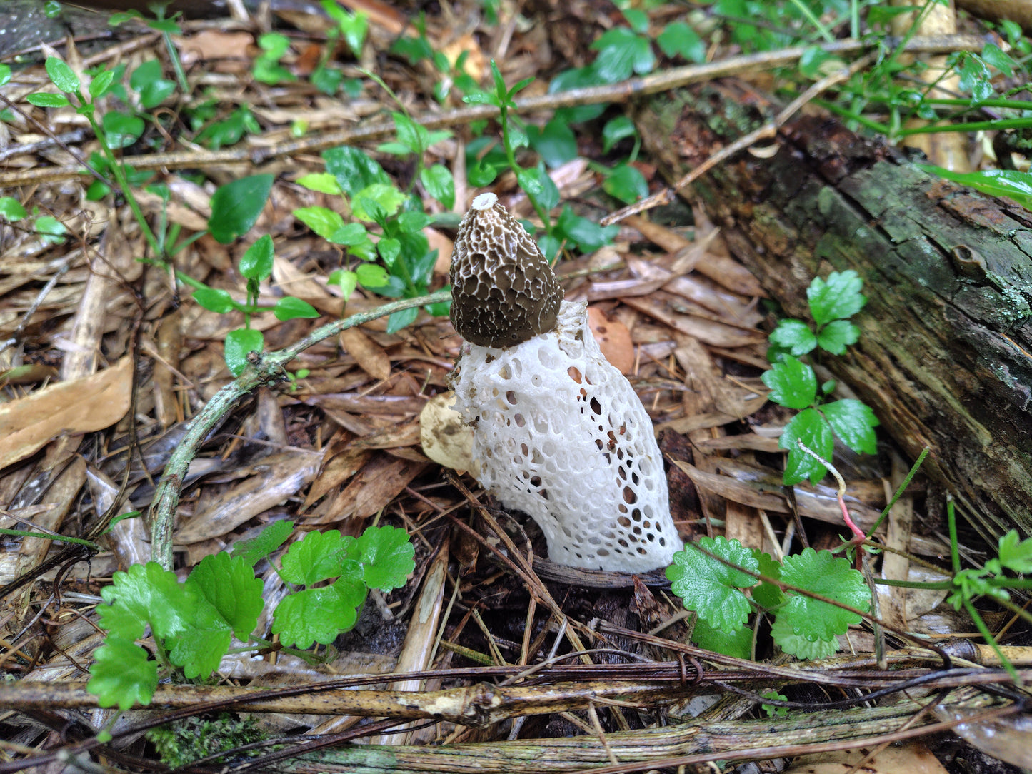 Mushroom Photo Collection Volume 11(MPC_Vol.11)