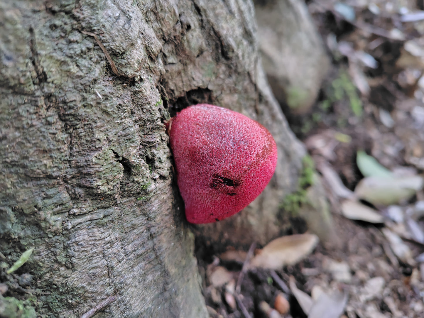 Mushroom Photo Collection Volume 10(MPC_Vol.10)