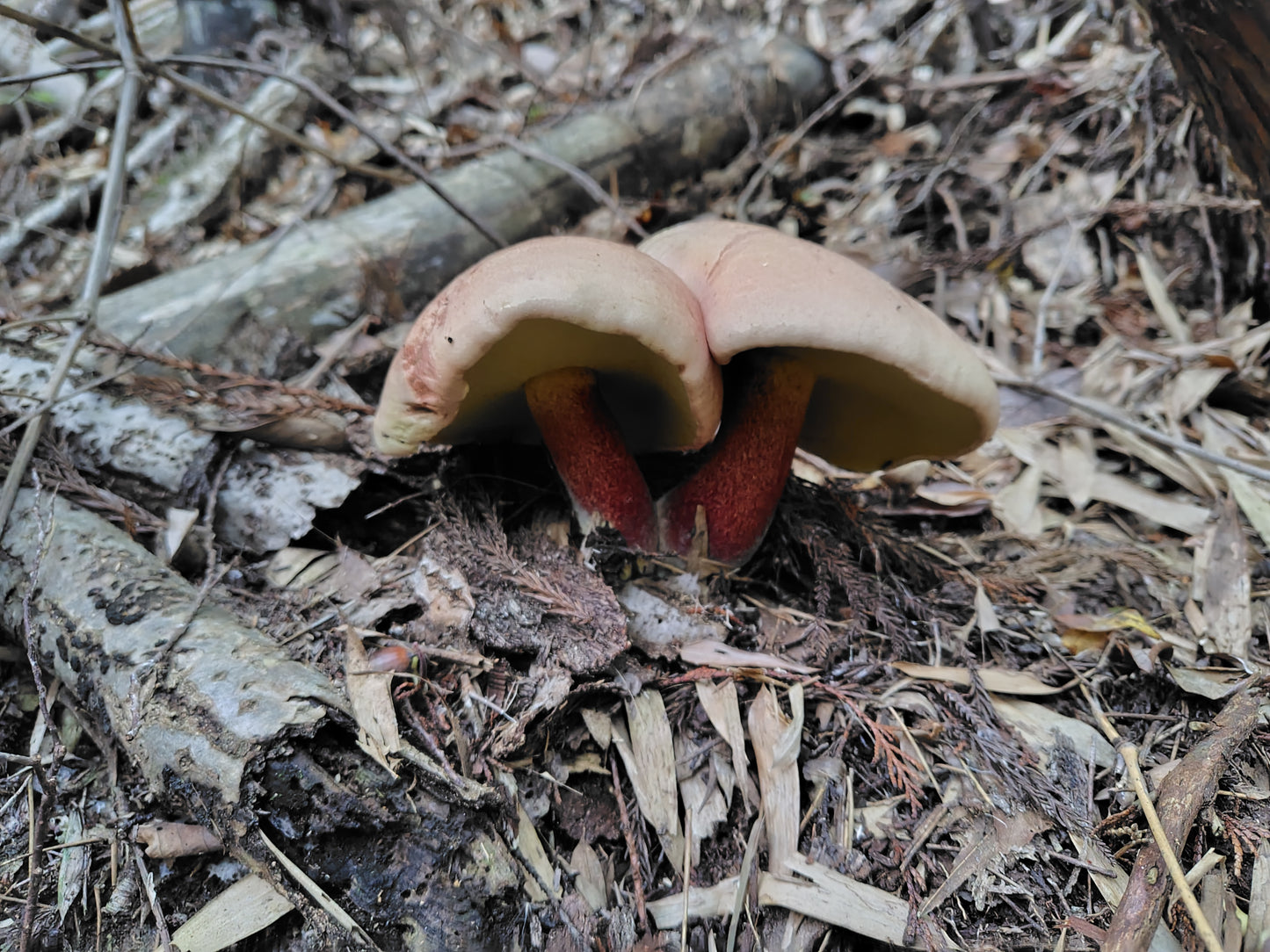 Mushroom Photo Collection Volume 19(MPC_Vol.19)