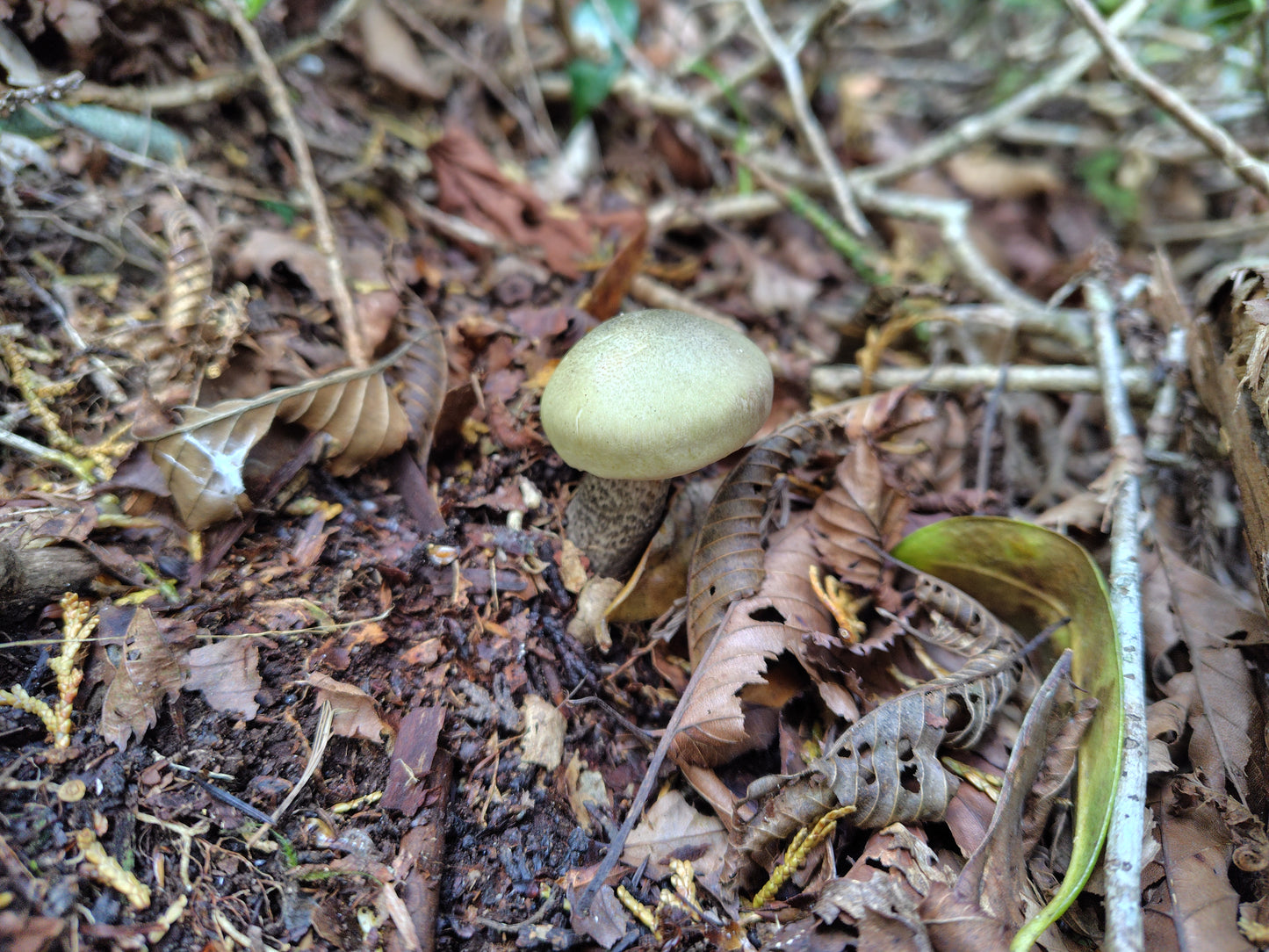 Mushroom Photo Collection Volume 24(MPC_Vol.24)