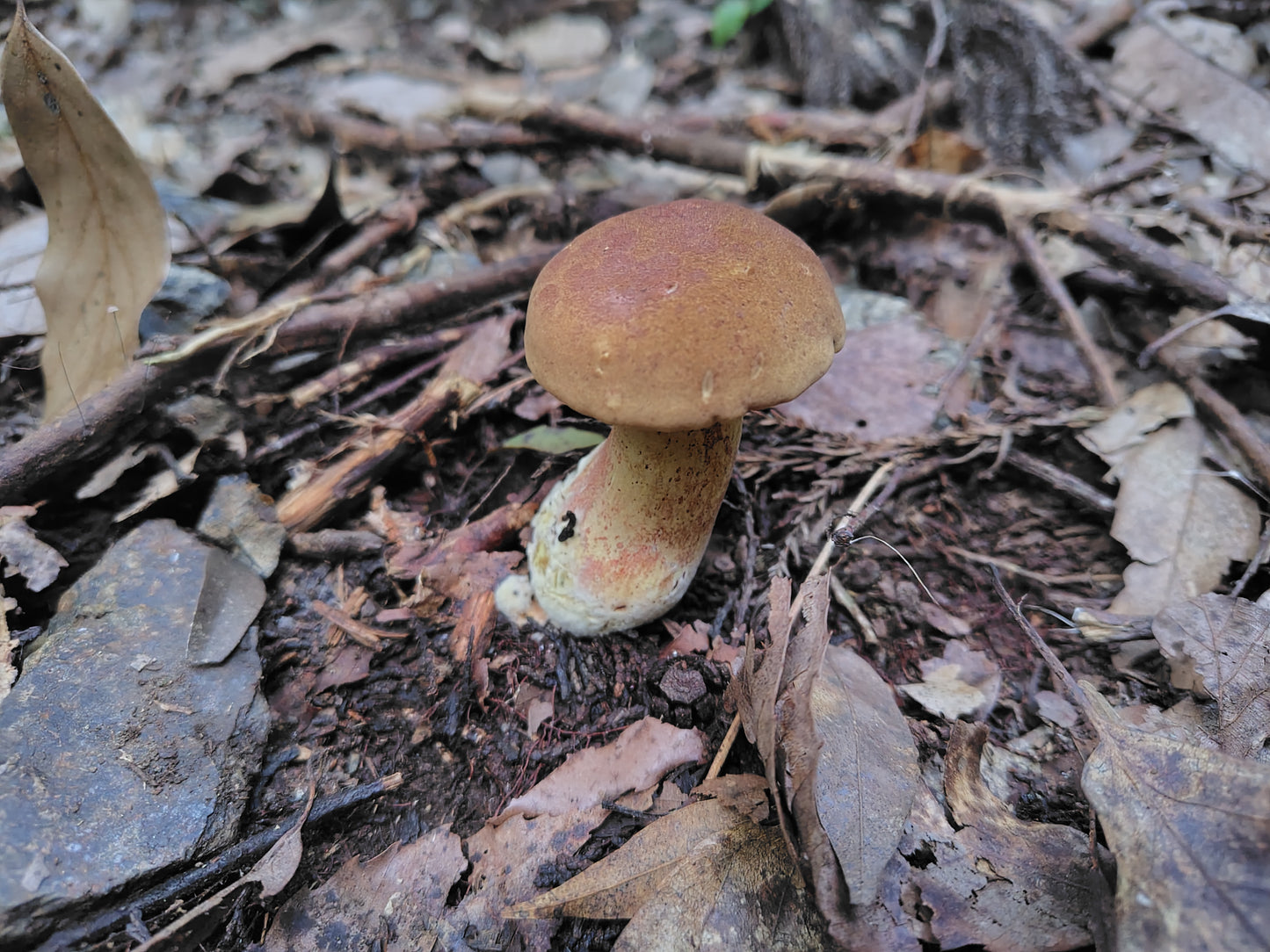 Mushroom Photo Collection Volume 22(MPC_Vol.22)