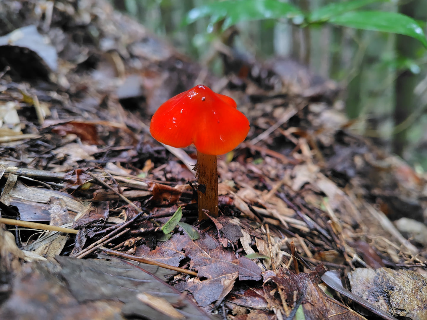 Mushroom Photo Collection Volume 24(MPC_Vol.24)