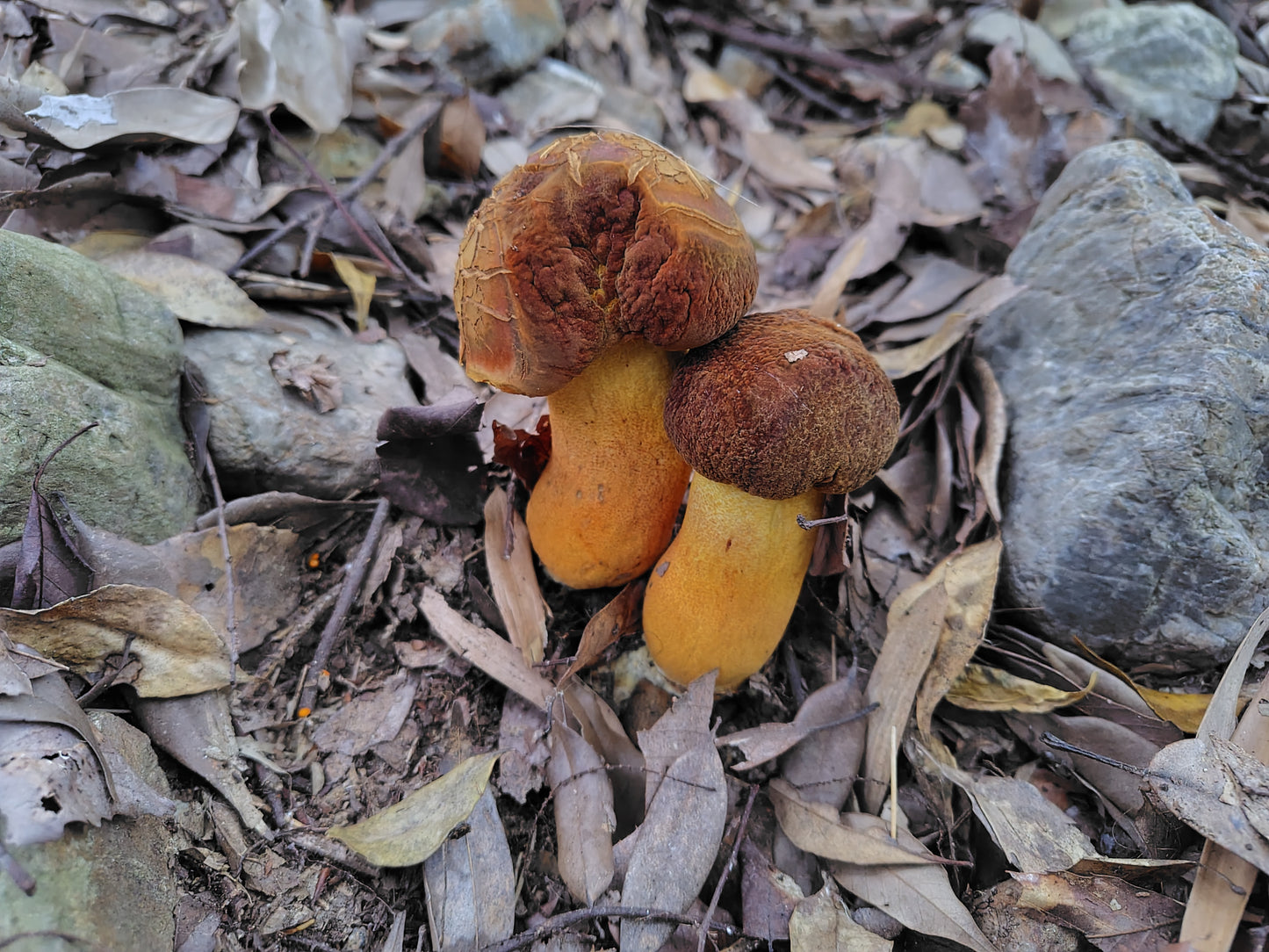 Mushroom Photo Collection Volume 19(MPC_Vol.19)