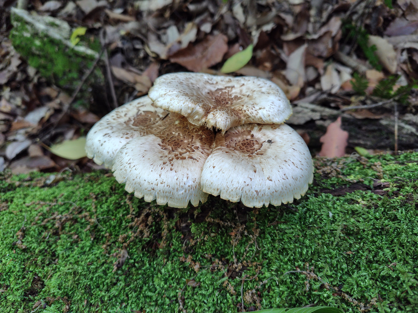 Mushroom Photo Collection Volume 17(MPC_Vol.17)