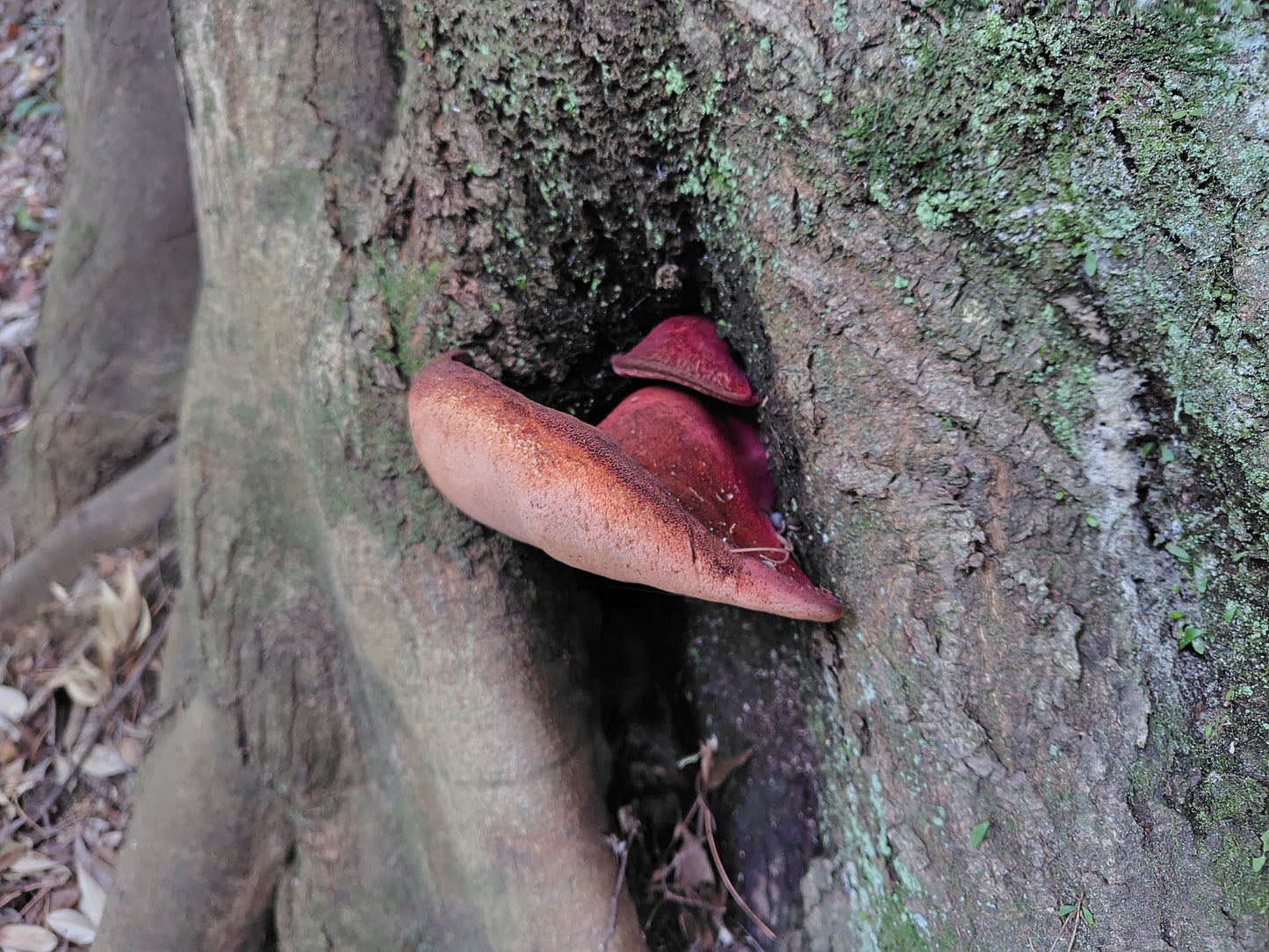 Mushroom Photo Collection Volume 17(MPC_Vol.17)