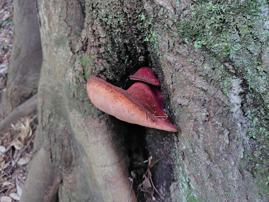 Mushroom Photo Collection Volume 17(MPC_Vol.17)