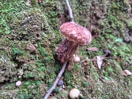 Mushroom Photo Collection Volume 19(MPC_Vol.19)