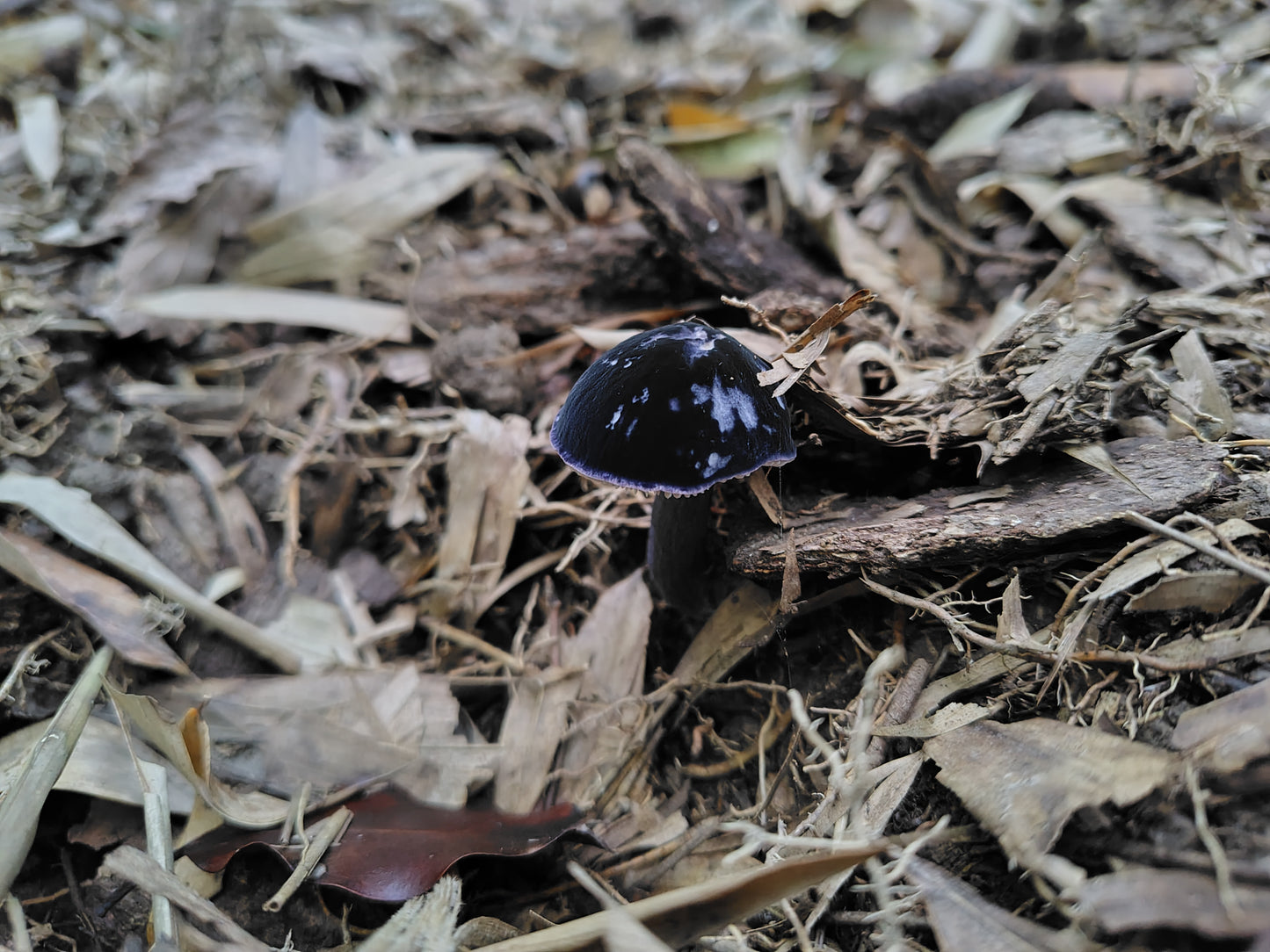 Mushroom Photo Collection Volume 23(MPC_Vol.23)