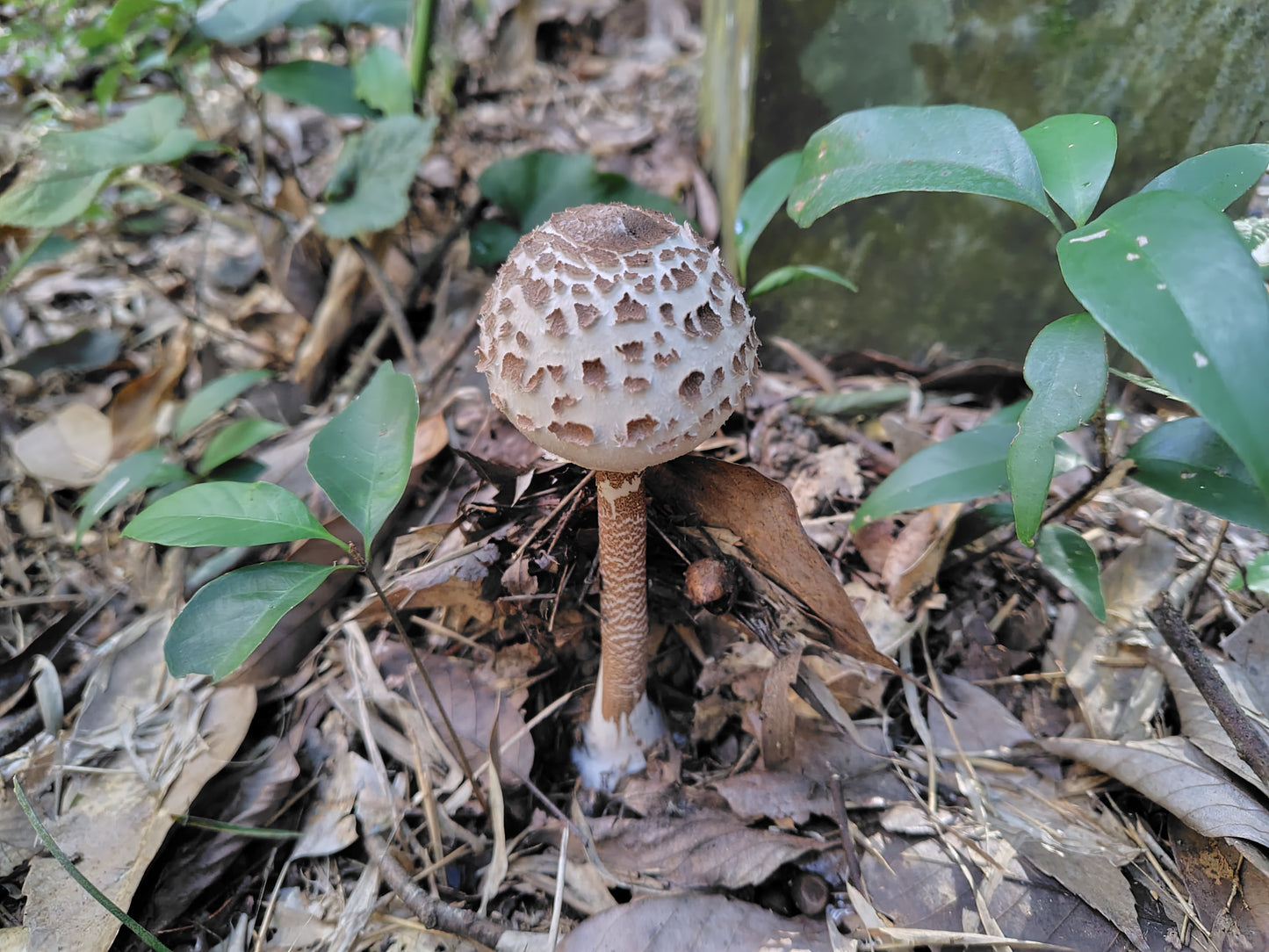 Mushroom Photo Collection Volume 23(MPC_Vol.23)