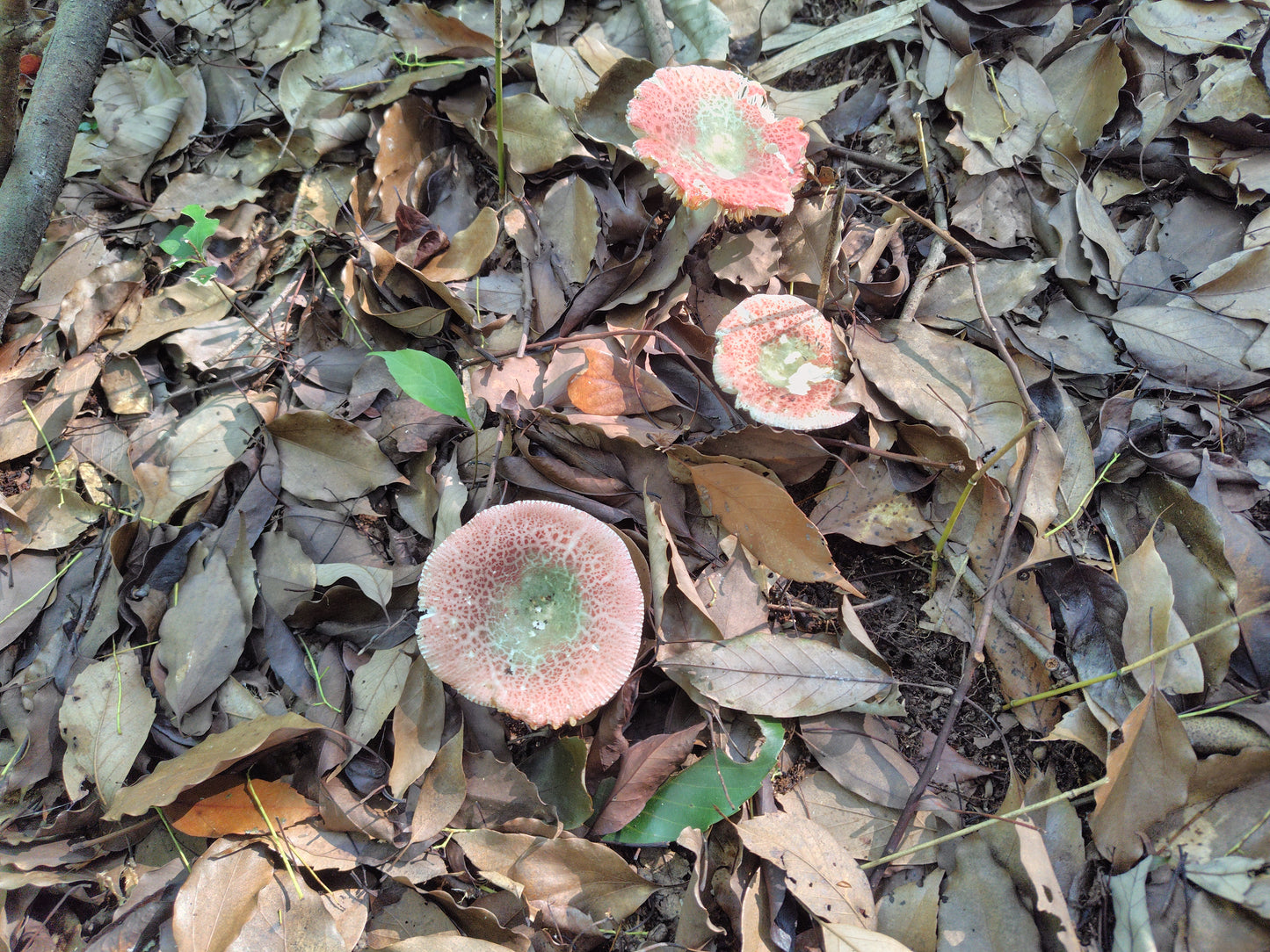Mushroom Photo Collection Volume 20(MPC_Vol.20)