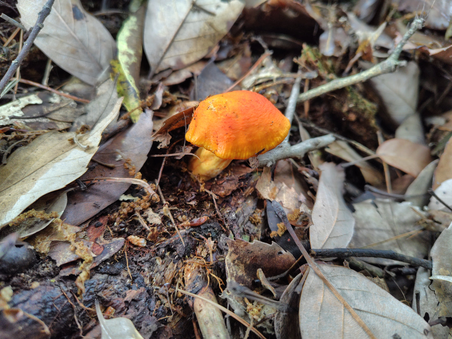 Mushroom Photo Collection Volume 17(MPC_Vol.17)