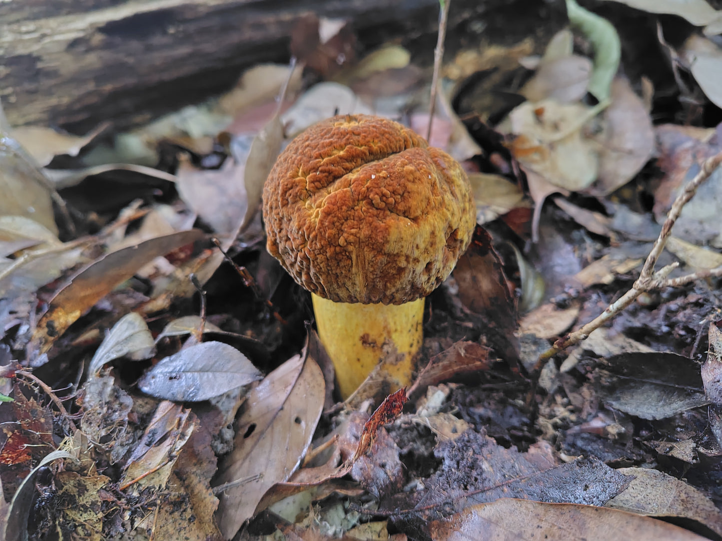 Mushroom Photo Collection Volume 23(MPC_Vol.23)