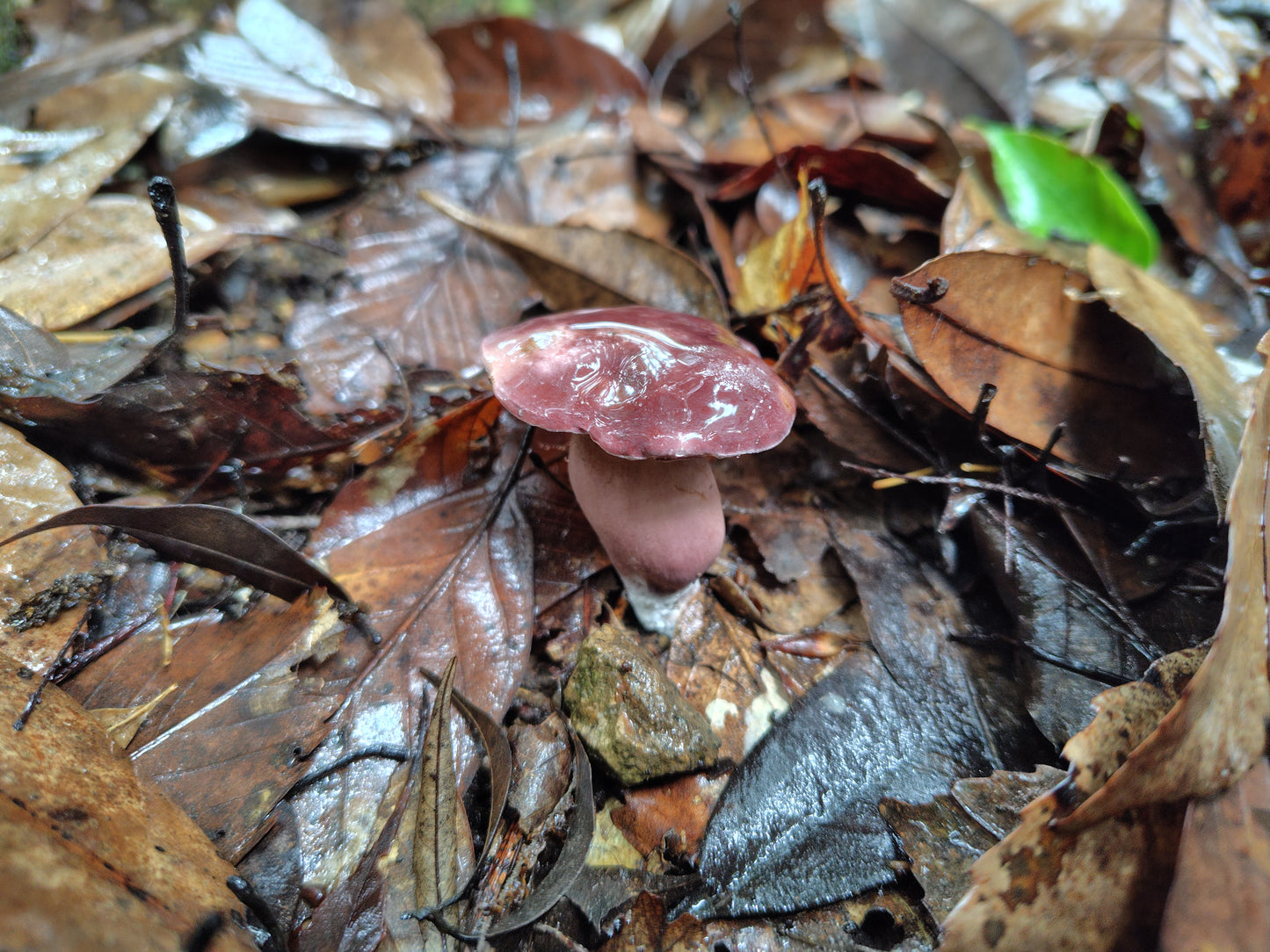 Mushroom Photo Collection Volume 13(MPC_Vol.13)