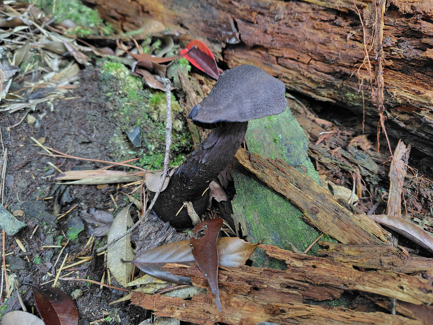 Mushroom Photo Collection Volume 17(MPC_Vol.17)