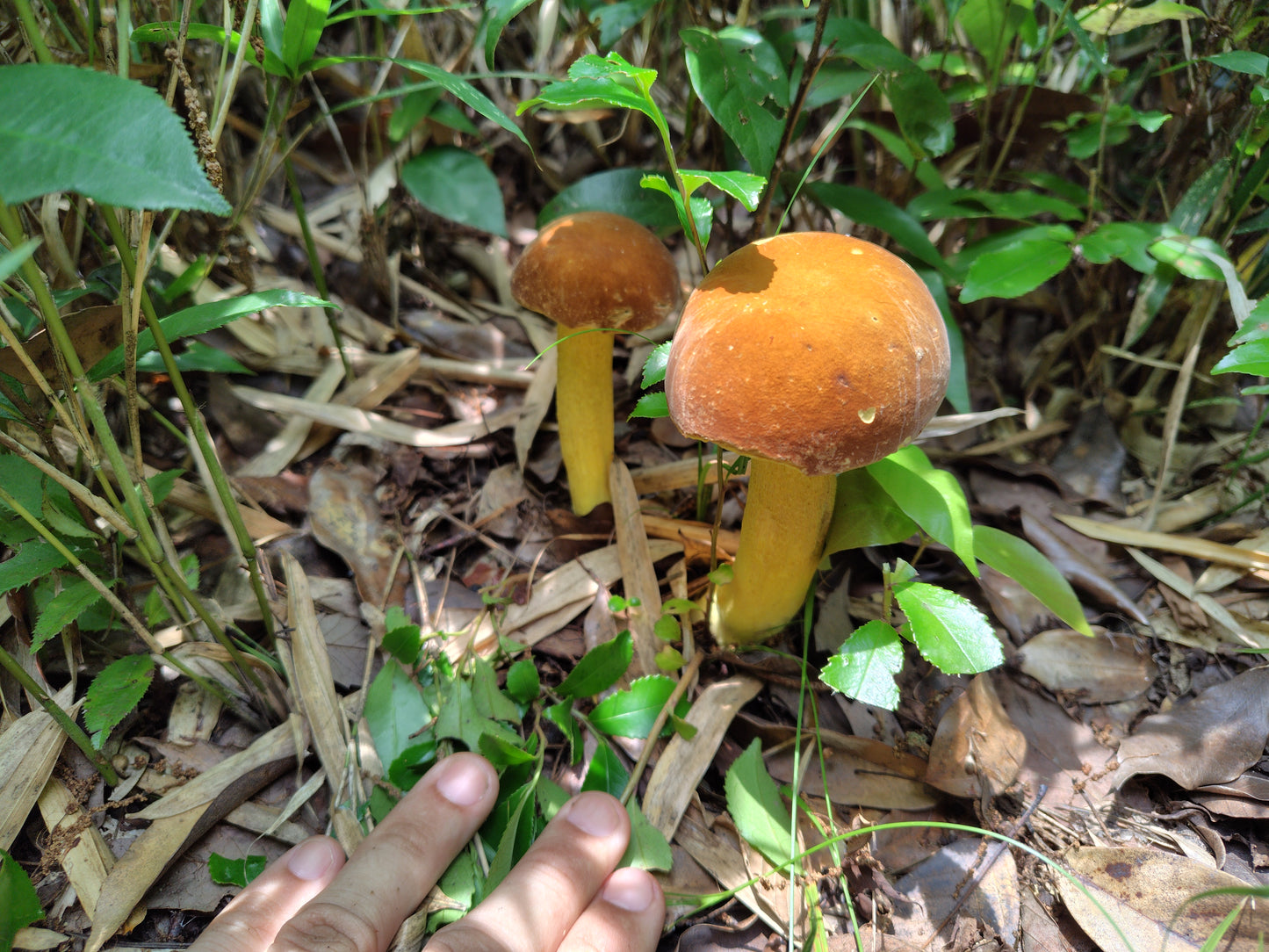 Mushroom Photo Collection Volume 20(MPC_Vol.20)