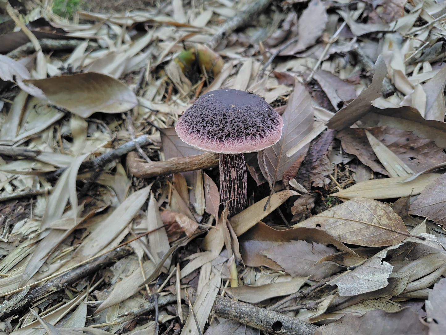 Mushroom Photo Collection Volume 20(MPC_Vol.20)