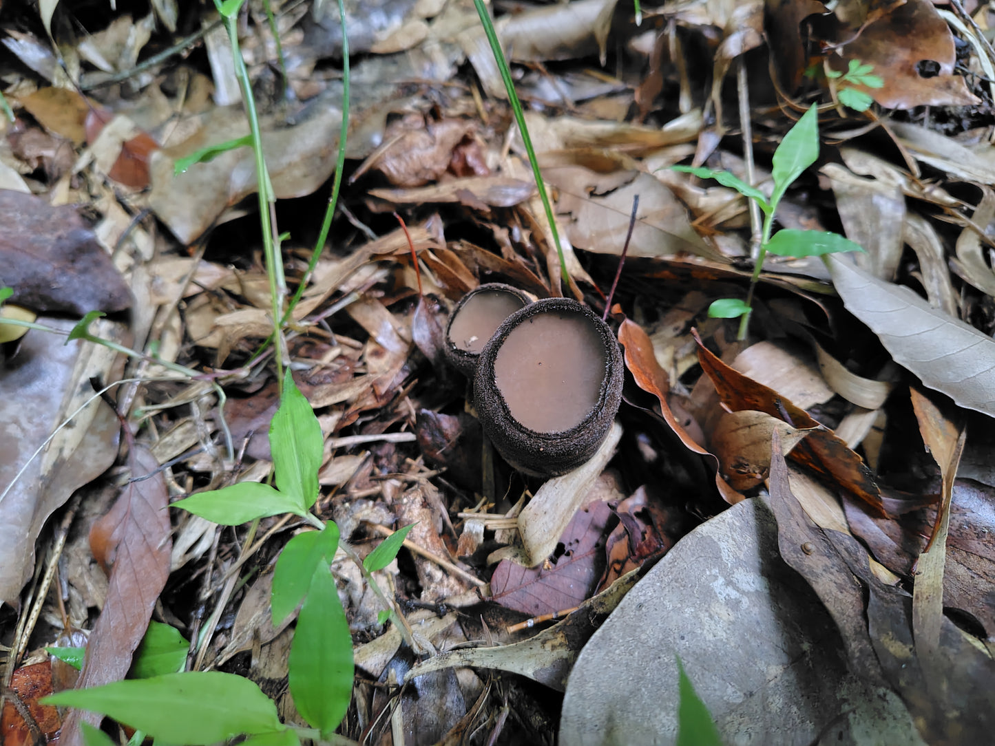 Mushroom Photo Collection Volume 17(MPC_Vol.17)