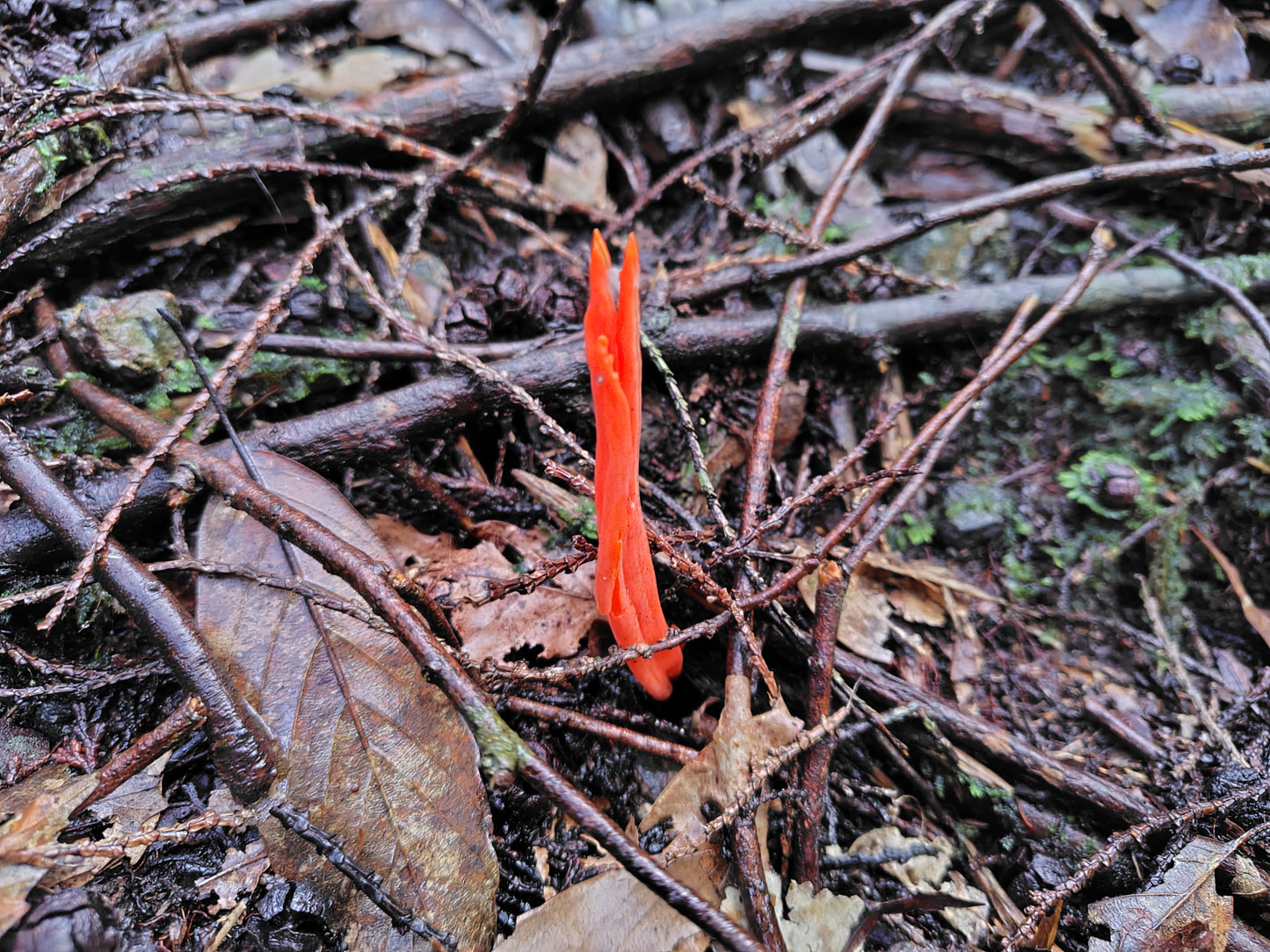 Mushroom Photo Collection Volume 23(MPC_Vol.23)