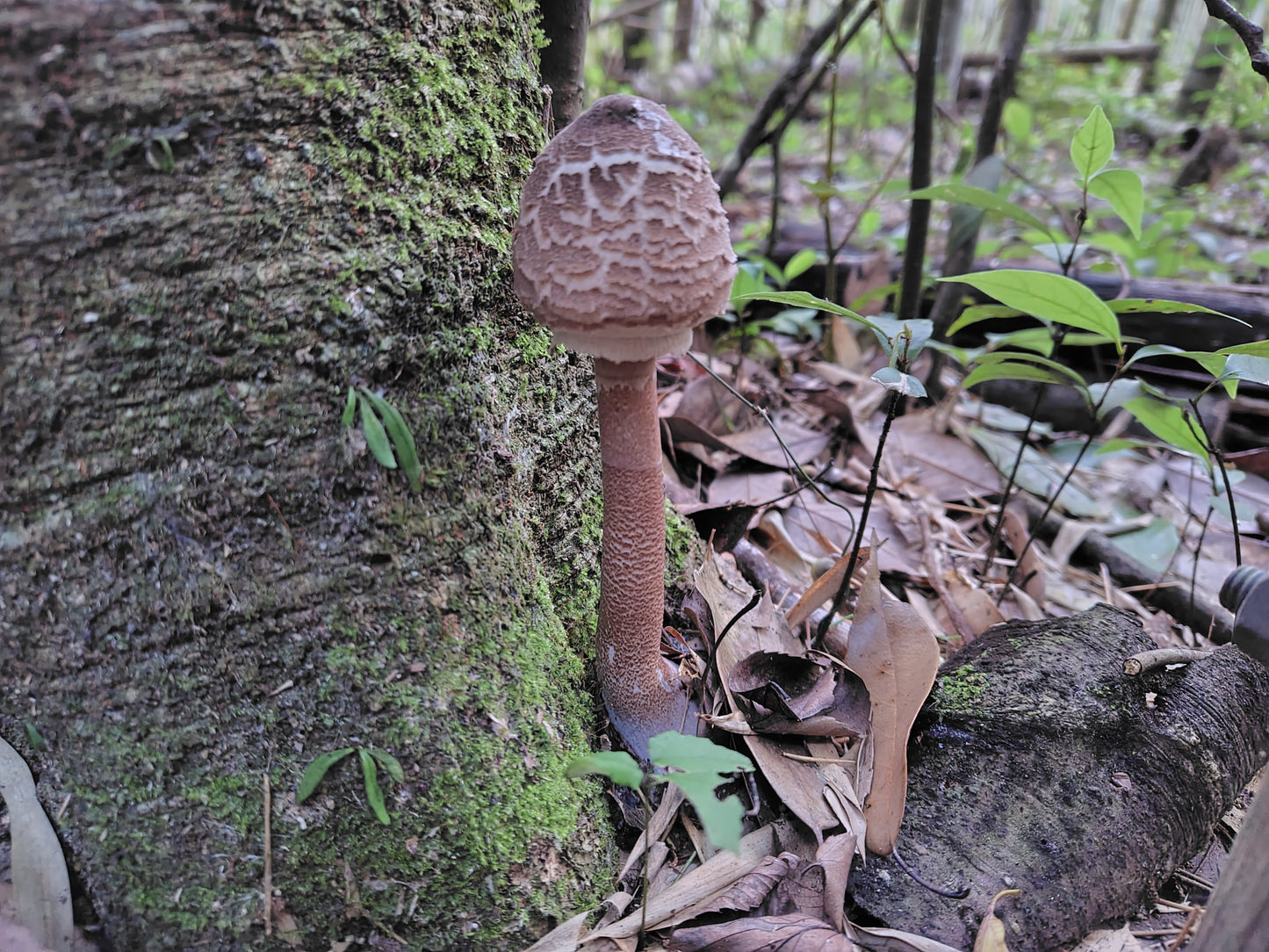 Mushroom Photo Collection Volume 15(MPC_Vol.15)