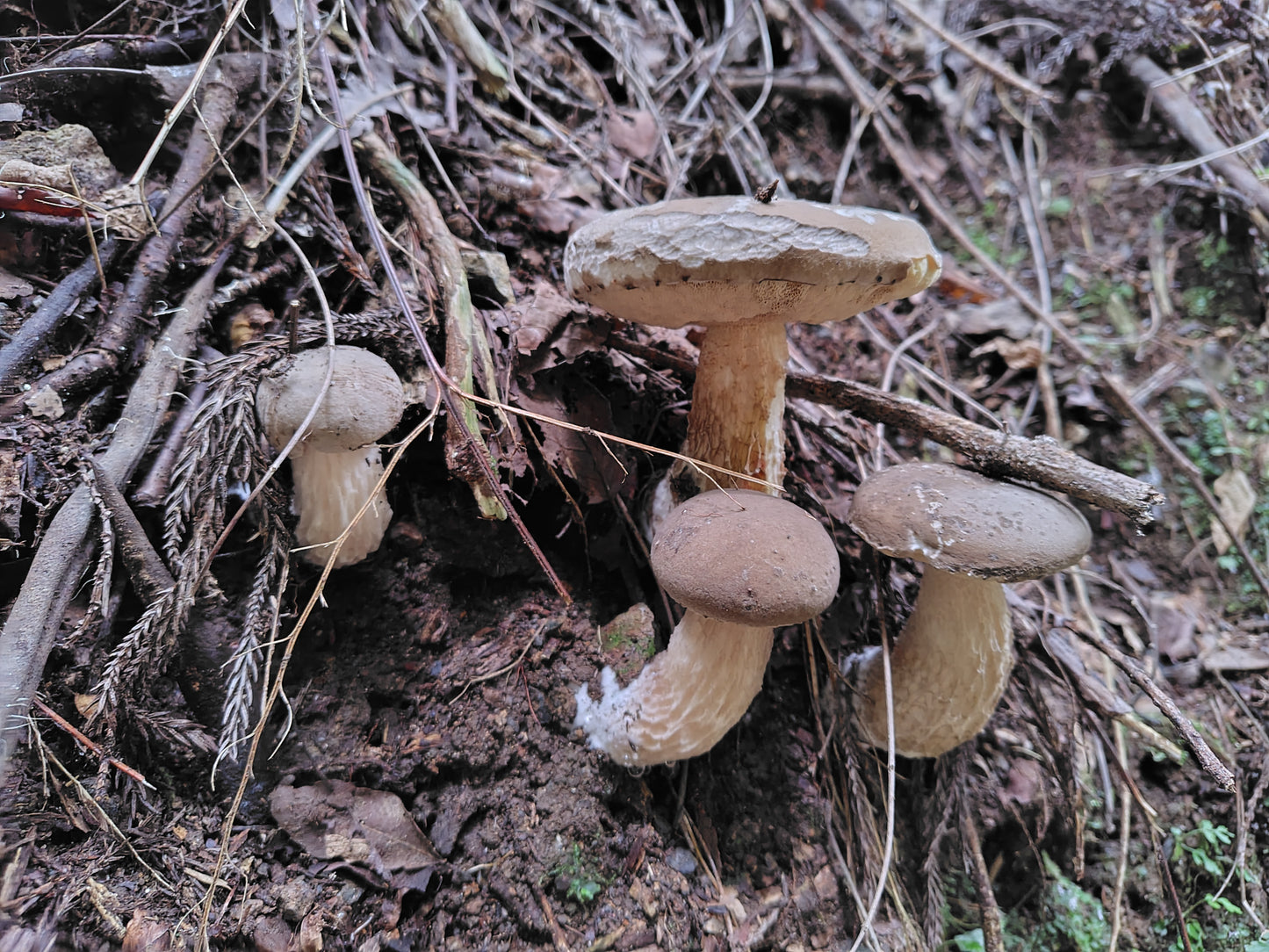 Mushroom Photo Collection Volume 22(MPC_Vol.22)