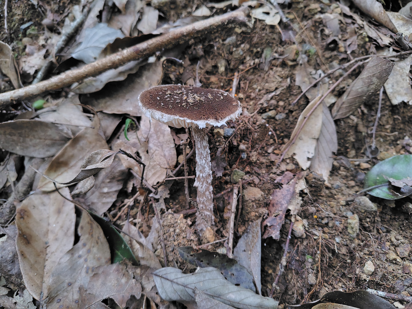 Mushroom Photo Collection Volume 22(MPC_Vol.22)