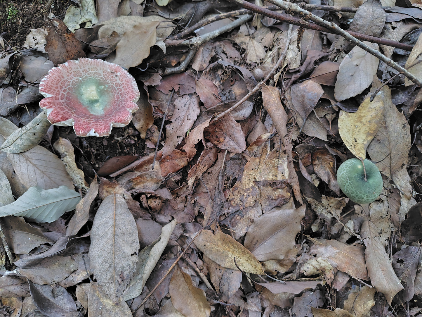 Mushroom Photo Collection Volume 21(MPC_Vol.21)
